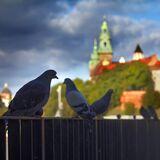 Gołębie siedzące na ogrodzeniu, w tle widoczny Wawel.