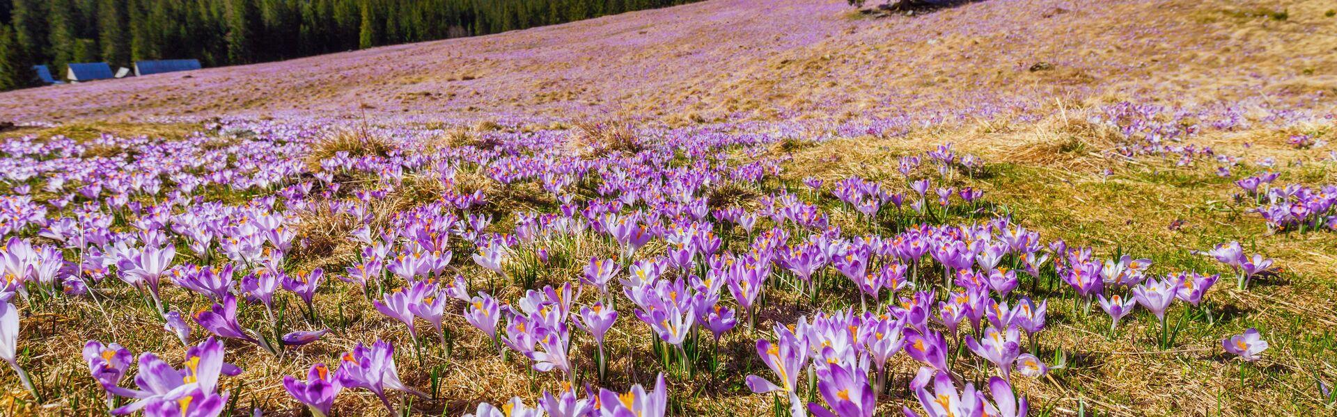 Dolina Chochołowska z mnóstwem kwitnących na fioletowo krokusów