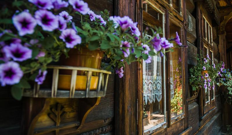 Ściana drewnianego domu i wiszący kwiat - fioletowy fiołek w doniczce zawieszonej na elewacji. W oknach haftowane zazdrostki.