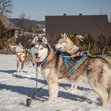 Immagine: Cani a dondolo - slitte trainate da cani cinoterapia a Podwilk