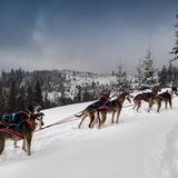 Zdjęcie ukazuje psy zaprzęgowe na zimowej trasie.
