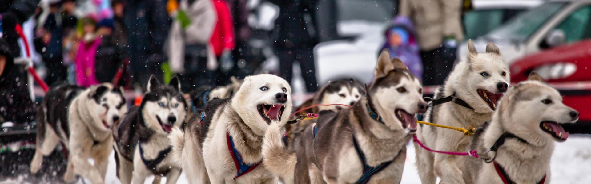 Image: Małopolska zimą. Psie zaprzęgi – rekreacja dla miłośników ruchu i zwierząt