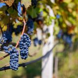 Na fotografii widoczne są kiście dojrzewających czerwonych winogron, które rosną na krzewie winorośli w Winnicy Dosłońce.