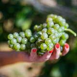 Zdjęcie przedstawia odcięta już od krzewu winorośli kiść białych winogron w Winnicy Janowice. Owoce spoczywają na kobiecej dłoni.