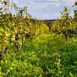 Zdjęcie ukazuje dojrzewające w słońcu czerwone winogrona w winnicy piwnice antoniego. Krzewy winorośli ułożone są w rzędach, a pomiędzy nimi znajduje się na tyle miejsca by mógł przejść człowiek lub przejechać mały ciągnik. Dominuje cała gama koloru zielonego.