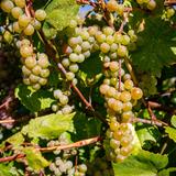 Zdjęcie białych winogron na krzewie