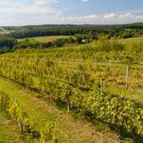 Zdjęcie przedstawia krzewy winorośli w winnicy dosłońce rosnące w rzędach. Każdy z rzędów to dojrzewające w słońcu winogrona. W tle widoczne charakterystyczne widoki dla polskiej wsi, lasy oraz pola uprawne.