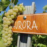 Bild: Weingut Garlicki Lamus, Garlica Murowana