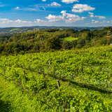 Zdjęcie przedstawia rzędy krzewów winorośli rosnących w winnicy Rodziny Steców. W tle charakterystyczne dla polskiej wsi budynki, lasy, pola, łąki.