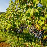 Fotografia ukazuje rząd krzewów winorośli na której widnieją kiście granatowych winogron dojrzewających w promieniach słonecznych. W tle dostrzec można budynki gospodarcze winnicy zadora.