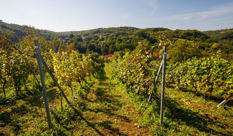 Zdjęcie przedstawia krzewy winorośli w winnicy Zadorarosnące w rzędach. Każdy z rzędów to dojrzewające w słońcu winogrona. W tle widoczne charakterystyczne widoki dla polskiej wsi. Budnyki lasy oraz pola uprawne.