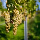 Zdjęcie ukazuje kiść winogron rosnącą na krzewie winorośli w Winnicy Amonit. Owoce skąpane są w świetle słonecznym przez co ujmują swoją kolorystyką.