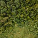 Widziane z góry zielone tereny Orawy porośnięte lasem.
