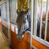 Zdjęcie przedstawia konia w Stadninie Koni Huculskich w Regietowie. Jest to koń rasy Hucuł.
