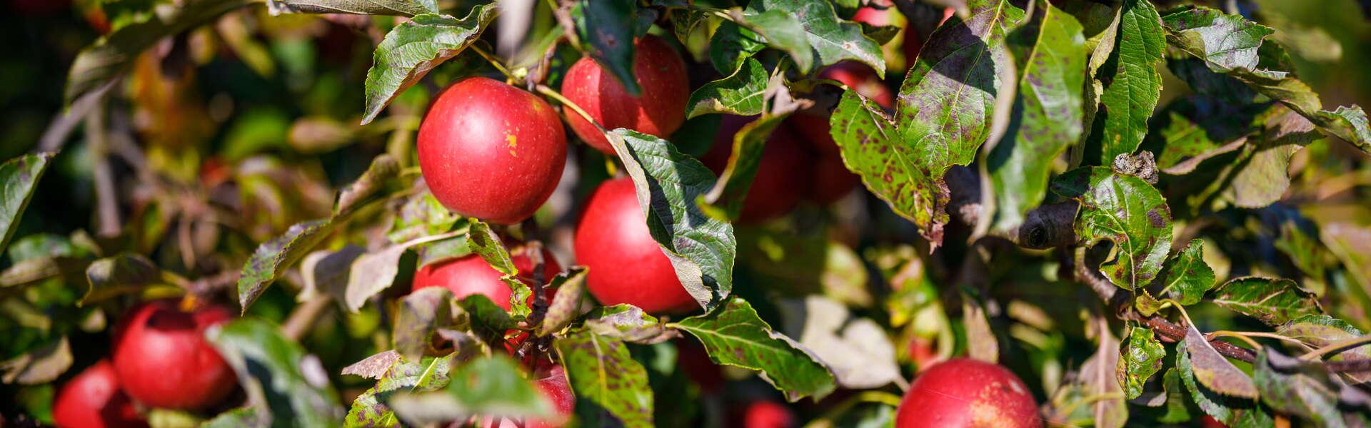 czerwone jabłka łąckie wiszące na drzewie