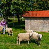 Starsza kobieta wypasa swoje owce w ogrodzie. Z tyłu znajduje się kamienny budynek, a za nim zielony sad.