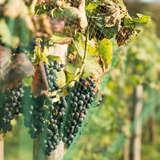 czarne winogrono zwisające z krzewów winorośli