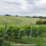 Krzewy winorośli wplątane w metalowe ogrodzenie w Winnicy Madeva w Cianowicach na tle pól uprawnych. Niebo jest zachmurzone