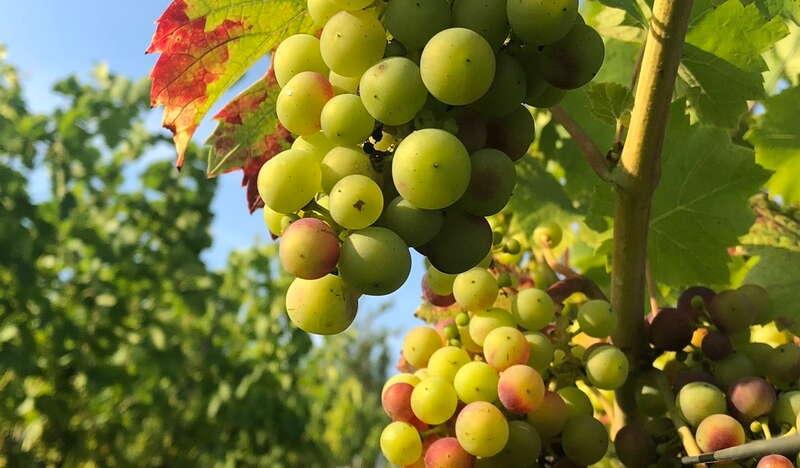 Białe winogrona na krzewie w Winnicy Madeva w Cianowicach.  Z tyłu inne krzewy winorośli.
