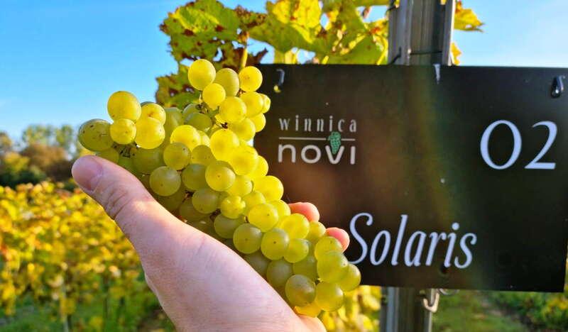 Kiść białych winogron w ręce obok tabliczki z napisem gatunku - Solaris oraz nazwą winnicy - Novi.