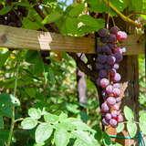Duża kiść jasnoróżowego winogrona na krzaczku w Winnicy Goja