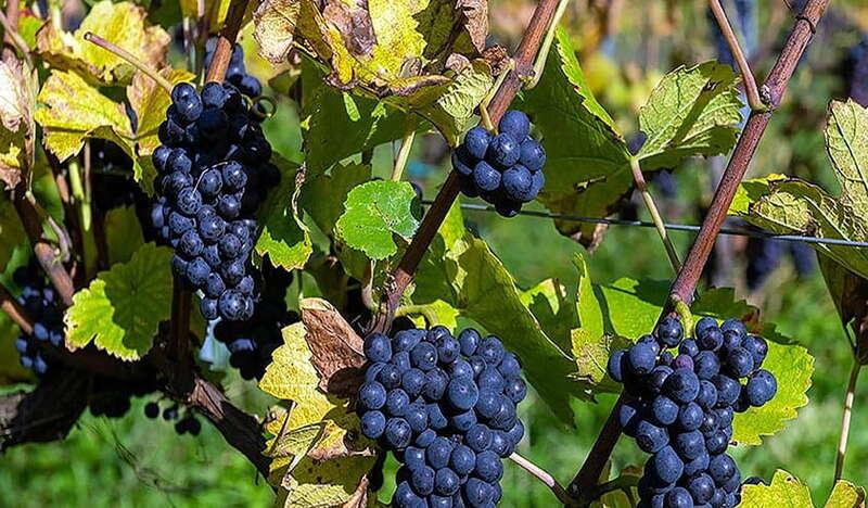 Kiście ciemnoniebieskich winogron na krzaczkach w Winnicy Goja