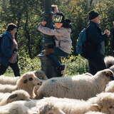 Stado owiec podczas redyku jesiennego, z tyłu chłopiec trzymający się lampy ponad owcami.